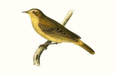 Willow Warbler van Vieillot, illustratie uit 