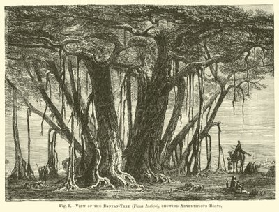 Uitzicht op de banyanboom (Ficus Indica), met adventieve wortels door English School