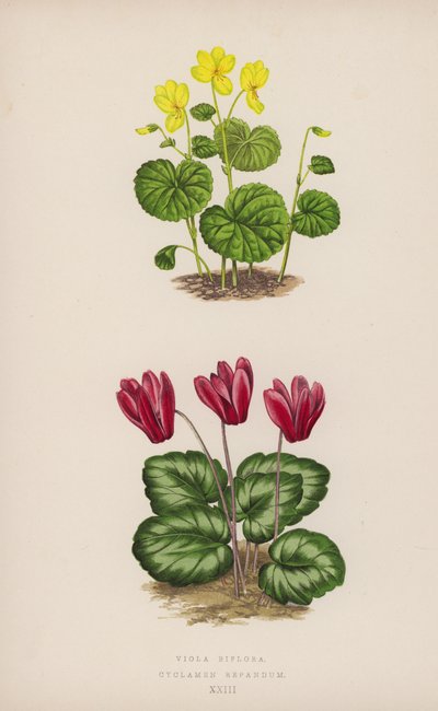 Viola Biflora; Cyclamen Repandum door English School