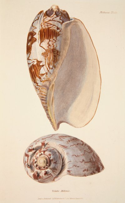 Voluta Miltonis, gepubliceerde 1833 handgekleurde gravure door English School