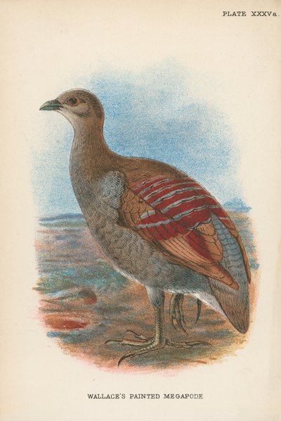 Wallace