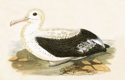 Wandelende albatros, illustratie uit 
