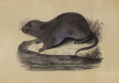Waterrat door English School