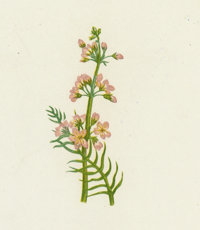 Waterviolier, Hottonia Palustris door English School