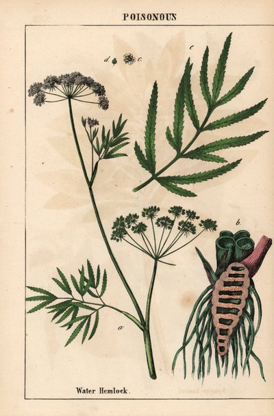 Waterscheerling met bladeren, wortelstructuur en bloemen. Cicuta virosa, uit 