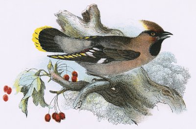 Pestvogel door English School