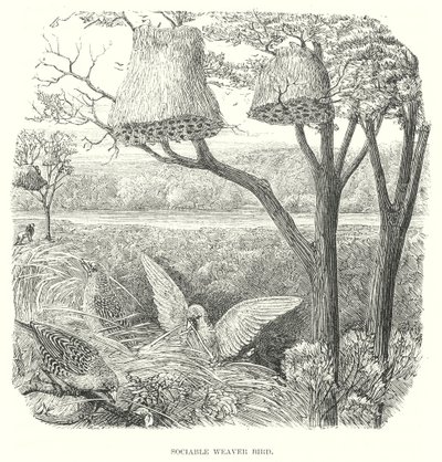 Wevervogels (gravure) door English School