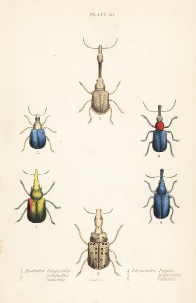 Snuitkevers: Attelabus longicollis 1, Attelabus gemmatus 2, Attelabus ruficollis 3, Byctiscus populi 4, Rhycnhites pubescens 5, en Rhynchites collaris 6 door English School