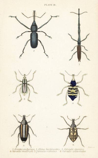 Snuitkevers: Brentus ancharago 1, Rhina barbirostris 2, Curculio cuviera 3, Eupholus geoffroyi 4, Larinus ursus 5 en Curculio sphacelatus 6 door English School