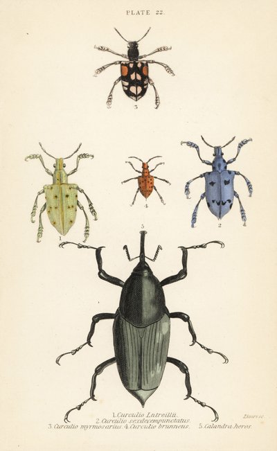 Snuitkevers en kevers: Curculio latreillii 1, Curculio sexdecempunctatus 2, Trichaptus mutillarius 3, Pissodes castaneus 4 en Calandra heros 5 door English School