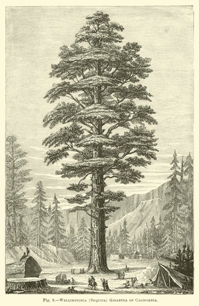 Wellingtonia (Sequoia) Gigantea van Californië door English School