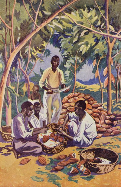West-Afrika, het openen van cacaovruchten door English School