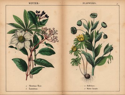 Witte kerstroos, witte laurier, groene helleborus en gele winterakoniet, uit "The Instructive Picturebook, or Lessons from the Vegetable World," [Charlotte Mary Yonge], Edinburgh door English School