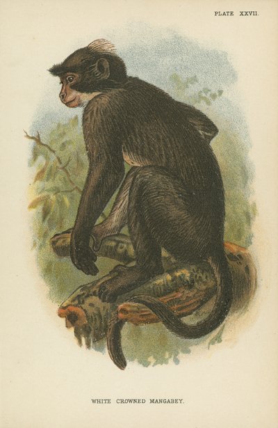 Witgekroonde Mangabey door English School