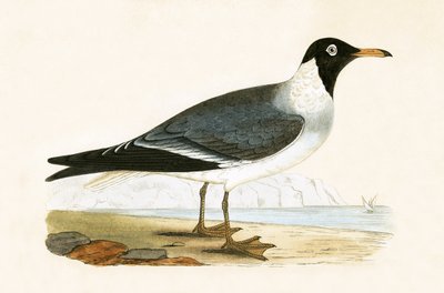 Witogige meeuw, illustratie uit 