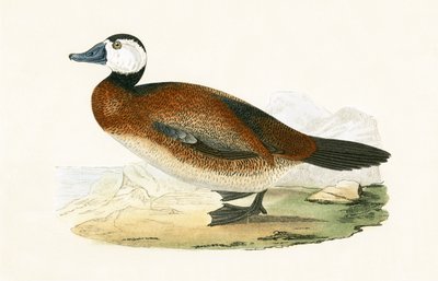 Witte kop eend, illustratie uit 