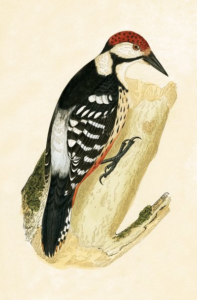 Witstuit Specht, illustratie uit 