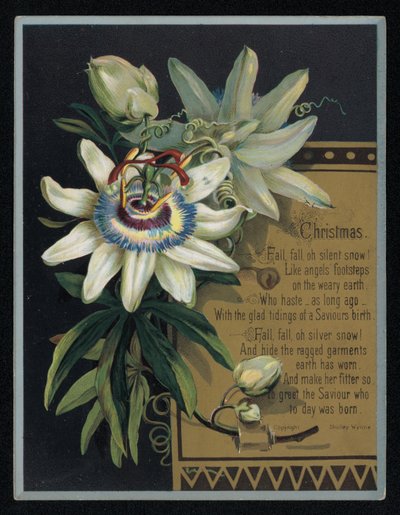 Witte passiebloem, kerstkaart door English School