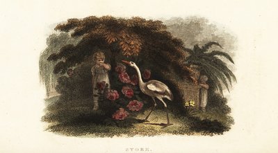 Witte ooievaar, Ciconia ciconia, speelt verstoppertje met kinderen in een tuin door English School