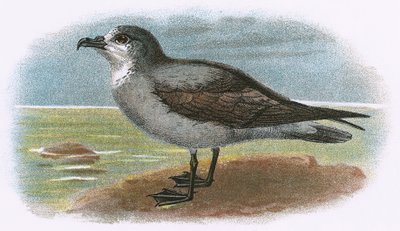 Witkeelgrijze Stormvogel door English School