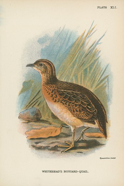 Whitehead