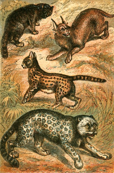 Wilde kat, serval, panter en karakal door English School