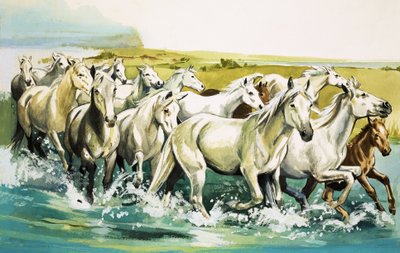Wilde paarden van de Camargue, 1971 door English School