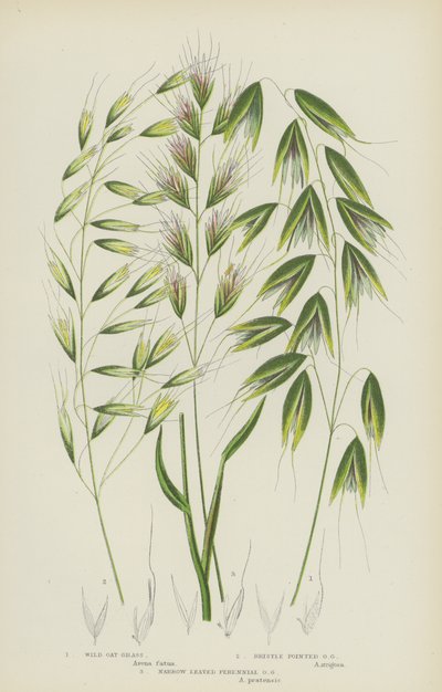 Wilde Havergras, Borstelpuntige Havergras, Smalbladige Meerjarige Havergras door English School