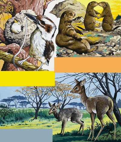 Montage van wilde dieren door English School