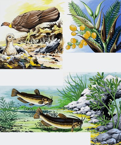 Montage van wilde dieren door English School