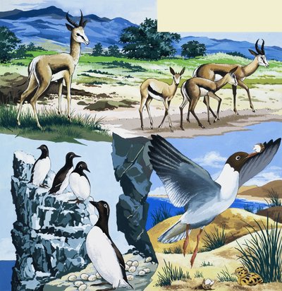 Montage van wilde dieren door English School