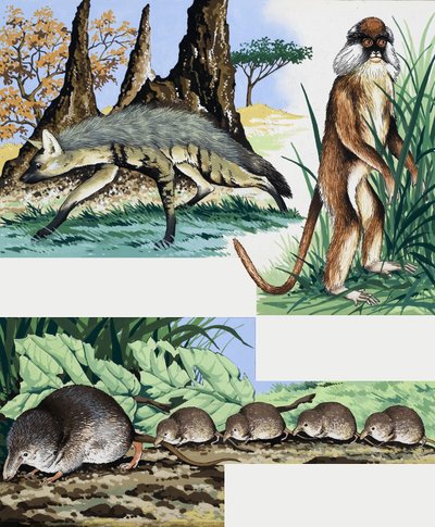 Montage van wilde dieren door English School