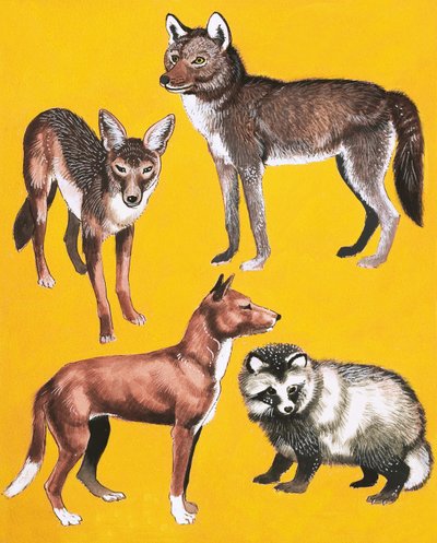 Montage van wilde honden door English School