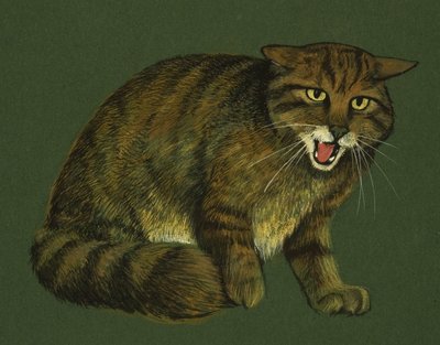 Wilde kat door English School