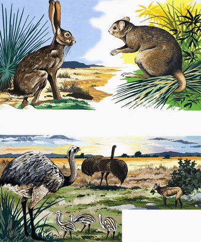 Wildlife montage door English School