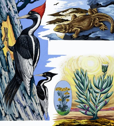 Wildlife montage door English School
