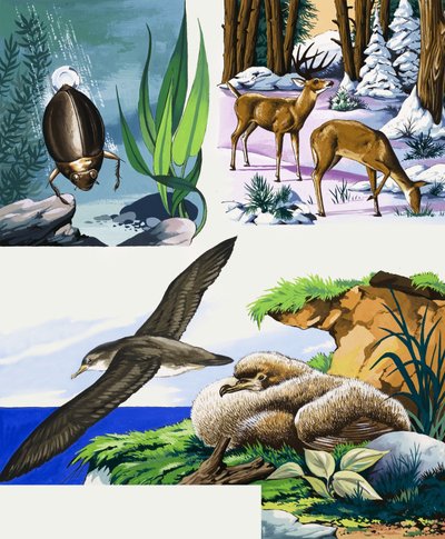 Wildlife montage door English School