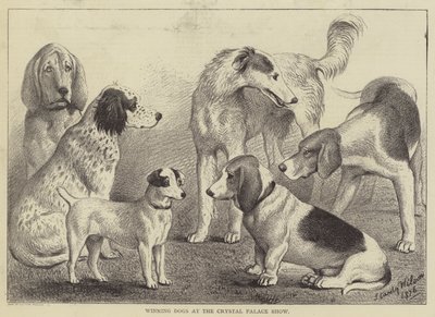 Winnende honden op de Crystal Palace Show door English School