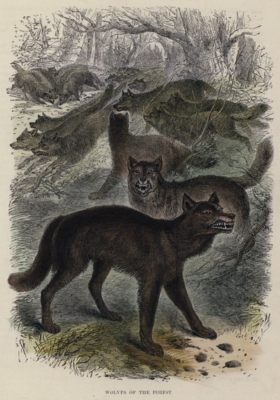 Wolven van het bos door English School