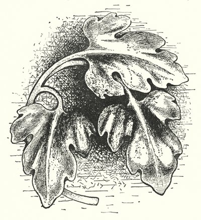 Houtsnijwerk: Blad (gravure) door English School