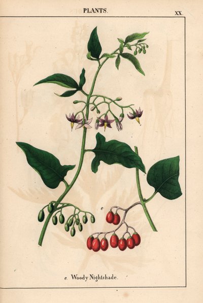 Hondsroos met paarse bloemen en rode bessen, uit 