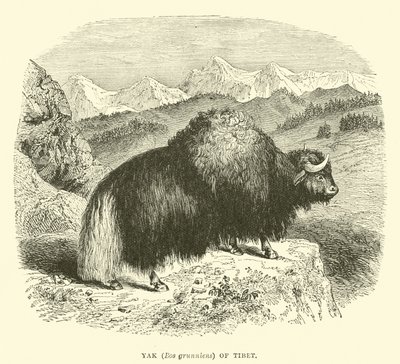 Yak (Bos grunniens) van Tibet door English School