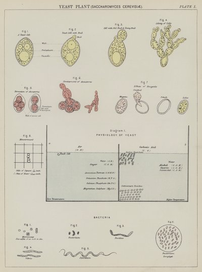Gistplant, Saccharomyces Cerevisiae door English School