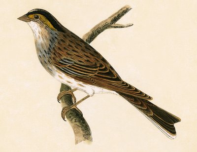 Geelbrauwgors, illustratie uit 