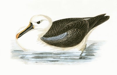 Geelneusalbatros, illustratie uit 