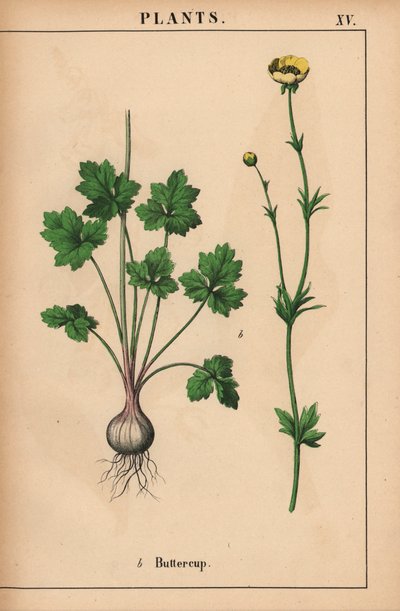 Gele boterbloem, uit 