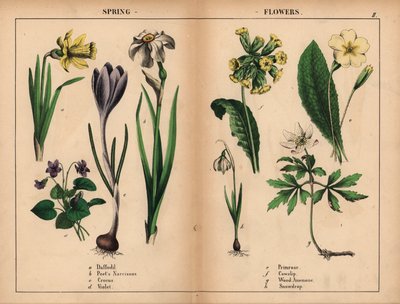 Gele narcis, witte dichtersnarcis, paarse krokus, paarse viooltjes, gele sleutelbloem, gele koekoeksbloem, witte bosanemoon, en witte sneeuwklokjes, uit 