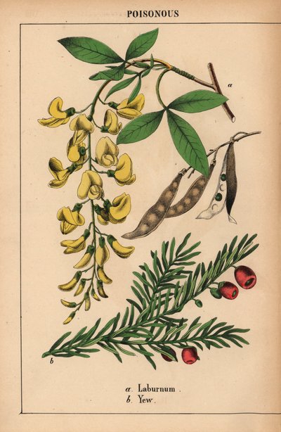 Gele laburnum boom en taxus met rode bessen, uit 