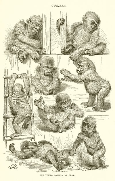 Jonge gorilla aan het spelen door English School