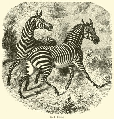 Zebra
